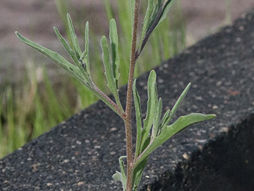 Matthiola longipetala