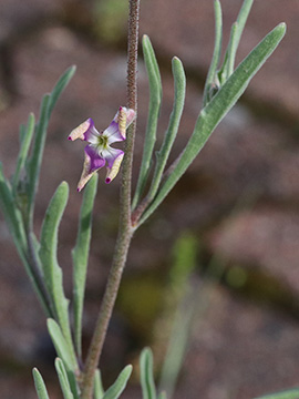 Matthiola longipetala