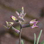 Matthiola longipetala