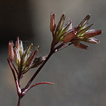 Sabulina mediterranea