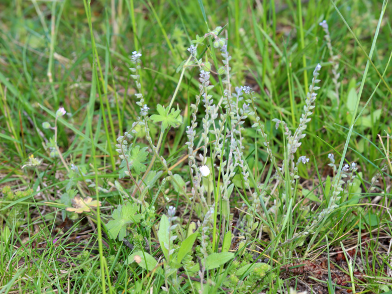 Myosotis stricta