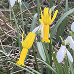 Narcissus cyclamineus