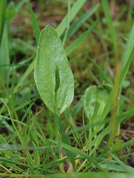 Ophioglossum vulgatum