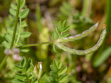 Ornithopus perpusillus