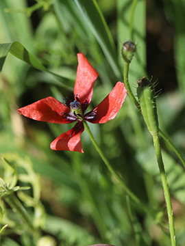 Papaver argemone