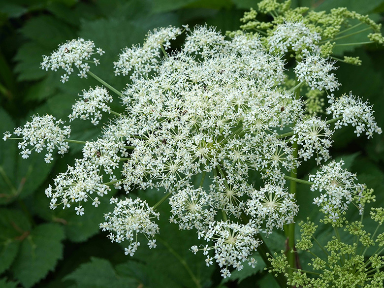 Peucedanum ostruthium