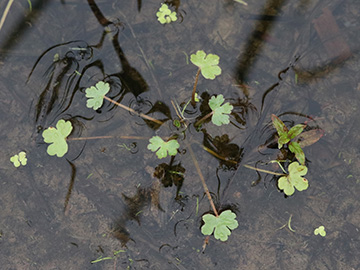 Ranunculus sceleratus