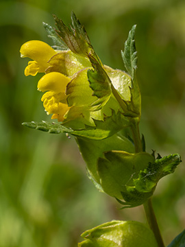 Rhinanthus minor