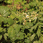 Rubus bovinus - Bullenweiden-Brombeere