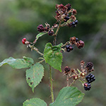Rubus neumannianus - Neumann-Brombeere