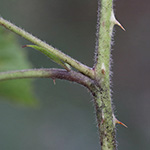 Rubus neumannianus - Neumann-Brombeere
