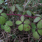 Rubus neumannianus - Neumann-Brombeere