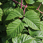 Rubus oreades - Bergnymphen-Brombeere