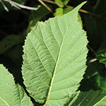 Rubus oreades - Bergnymphen-Brombeere