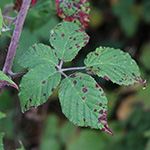 Rubus pannosus - Dichtfilzige Brombeere