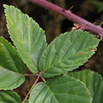 Rubus plicatus - Falten-Brombeere