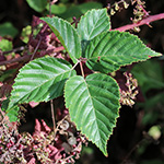 Rubus plicatus - Falten-Brombeere