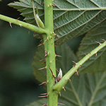 Rubus scissus - Eingeschnittene Brombeere
