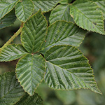 Rubus scissus - Eingeschnittene Brombeere