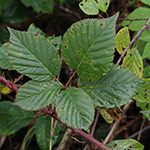 Rubus senticosus - Dornige Brombeere