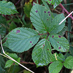 Rubus stereacanthos - Hartstachelige Brombeere