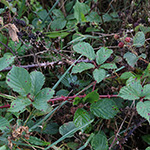 Rubus stereacanthos - Hartstachelige Brombeere