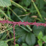 Rubus stereacanthos - Hartstachelige Brombeere