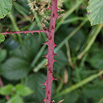 Rubus stereacanthos - Hartstachelige Brombeere