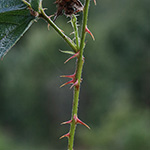 Rubus stereacanthos - Hartstachelige Brombeere