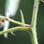 Rubus umbrosus - Pyramiden-Brombeere