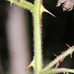 Rubus umbrosus - Pyramiden-Brombeere
