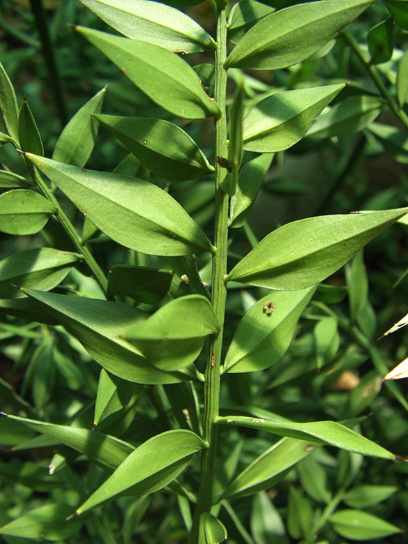 Ruscus aculeatus