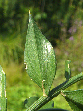 Ruscus aculeatus