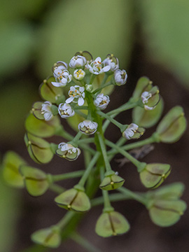 Teesdalia nudicaulis