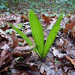 Trachycarpus fortunei