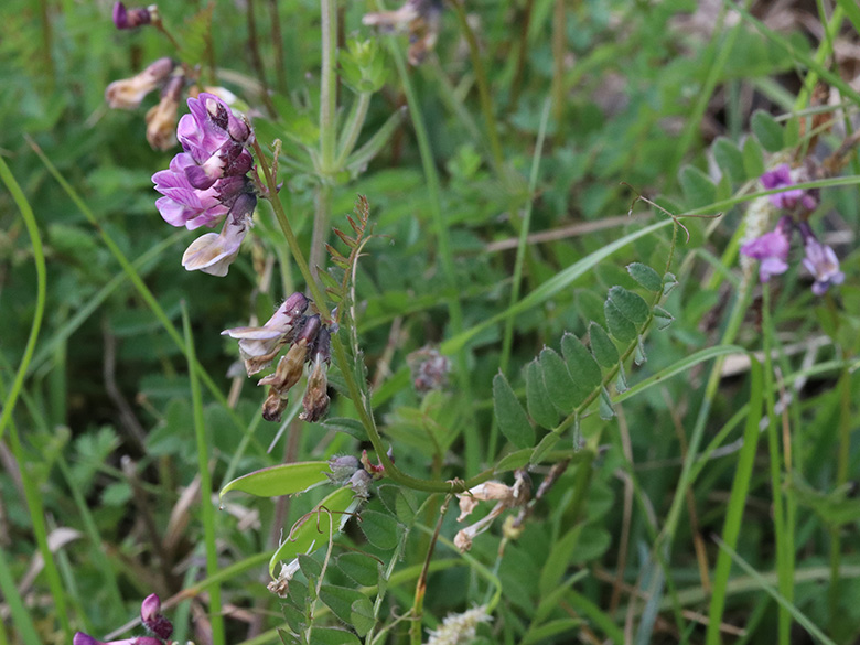 Vicia sepium eriocalyx