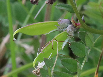 Vicia sepium eriocalyx