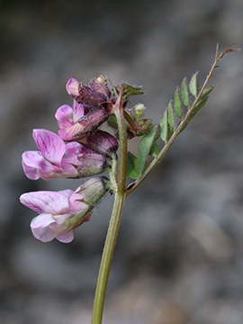 Vicia sepium eriocalyx