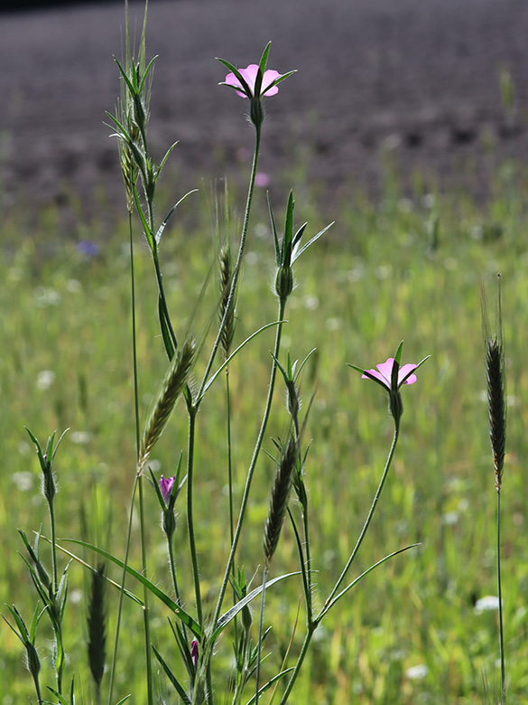 Agrostemma githago