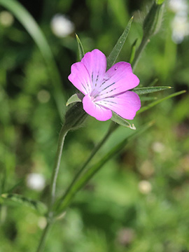 Agrostemma githago