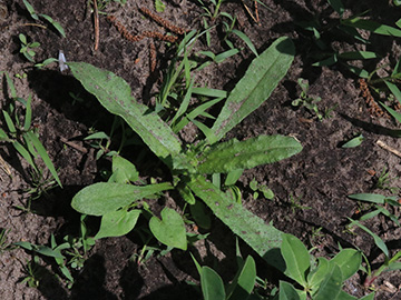 Anchusa arvensis
