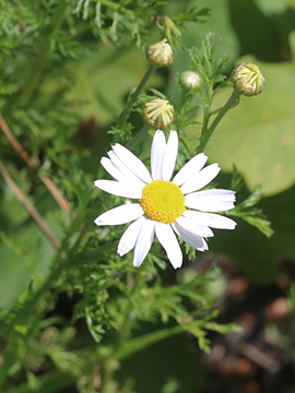Anthemis arvensis