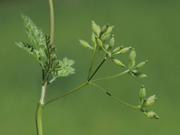 Anthriscus caucalis