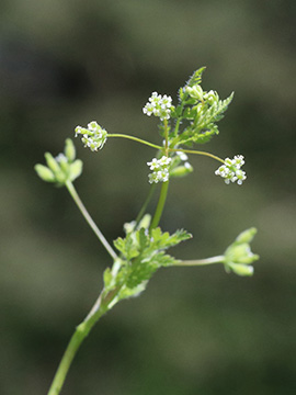 Anthriscus caucalis