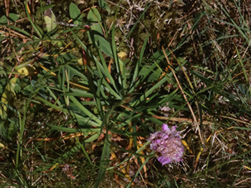 Armeria elongata