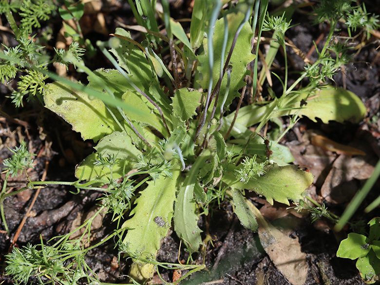 Arnoseris minima