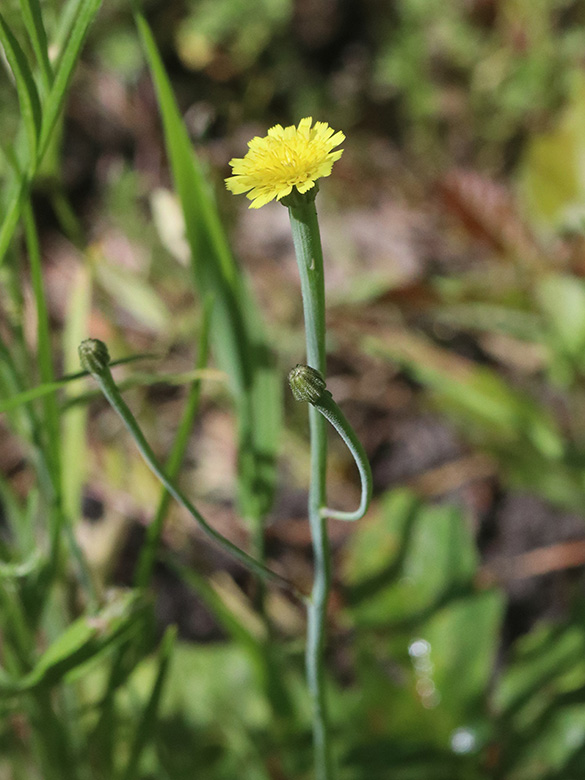 Arnoseris minima