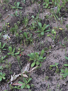 Arnoseris minima
