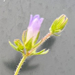 Campanula erinus