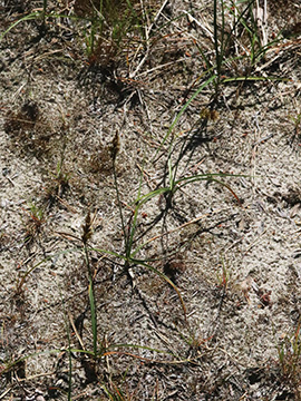 Carex arenaria